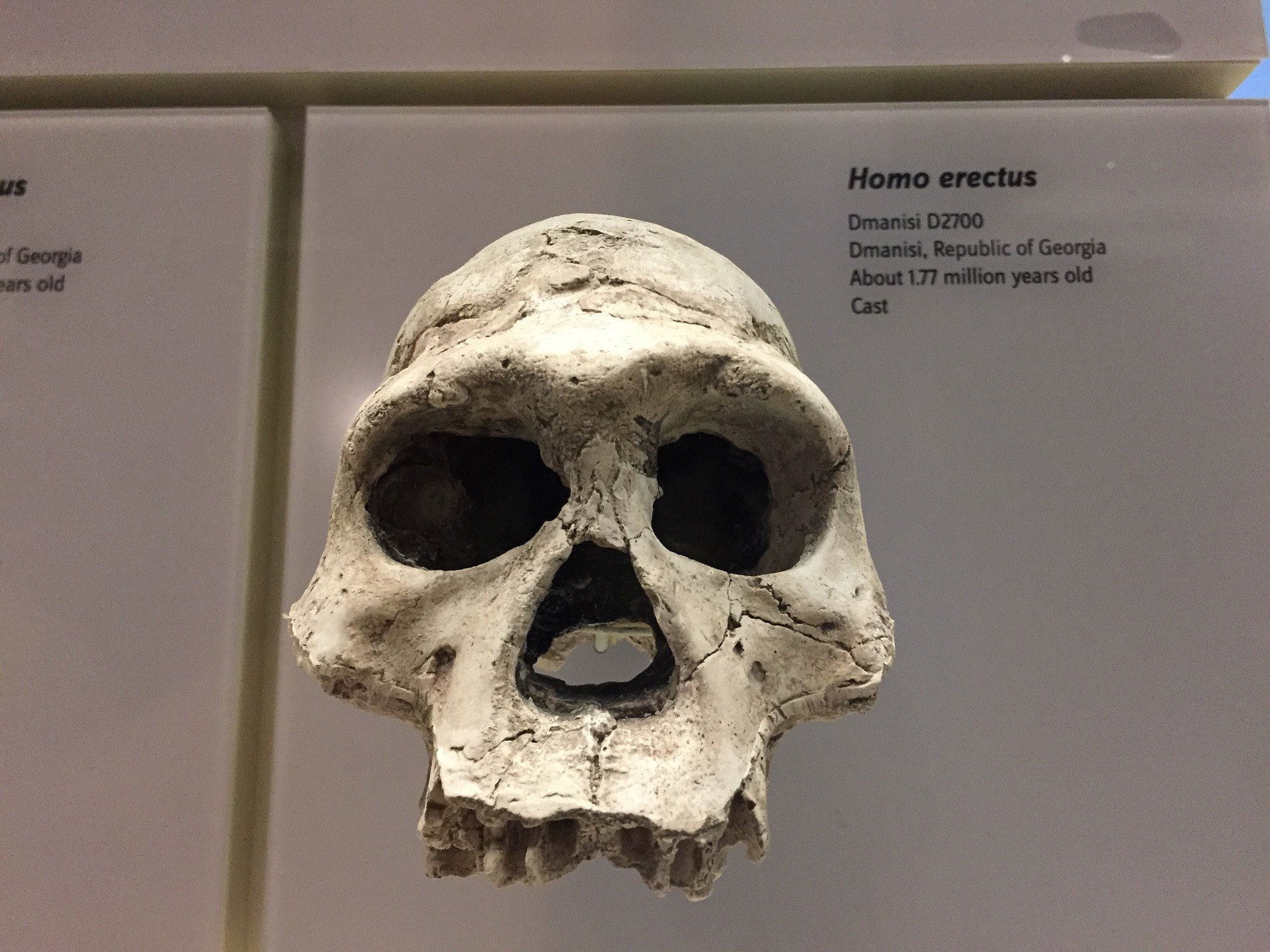 homo erectus bones