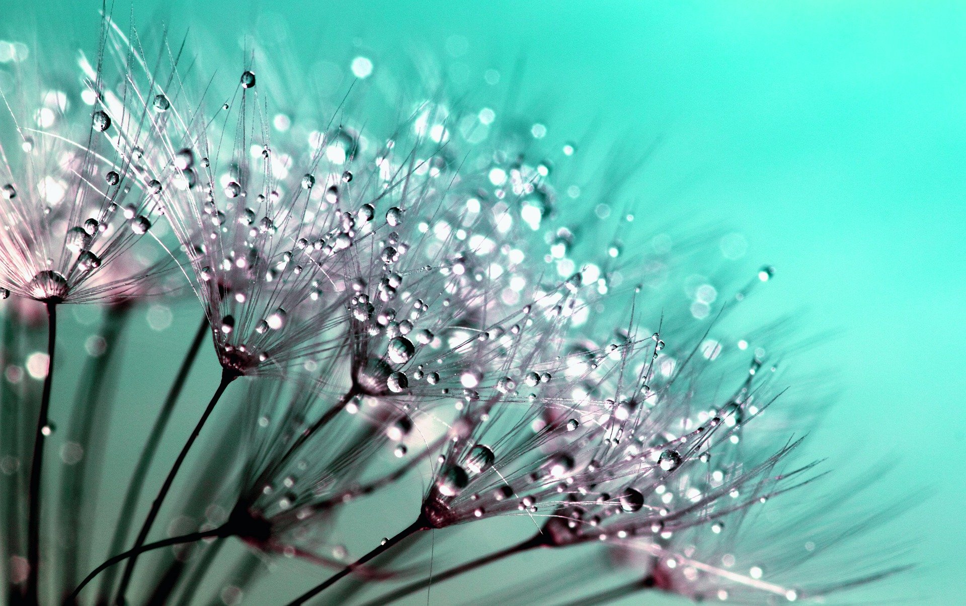 dandelion plants